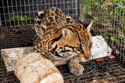 El ocelote fue rescatado por autoridades ambientales tras ser hallado dentro de una vivienda en Santo Domingo.