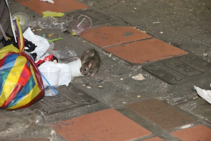 Un roedor junto a fundas de basura en la Bahía de Guayaquil.