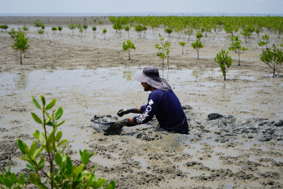 El manglar impulsa actividades económicas sostenibles vinculadas a la pesca, gastronomía, turismo ecológico y conservación ambiental.