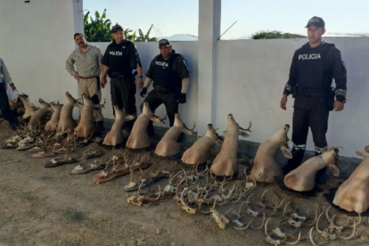Entre los hallazgos constan 13 cabezas de venado exhibidas como trofeos, 92 cuernos, 44 elementos sueltos, 12 fragmentos y tres orejas de venado.