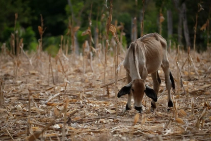 Una vaca en medio de un maizal árido, durante una sequía por el fenómeno de 'El Niño', en la Península de Azuero (Panamá).