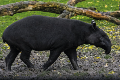 El tapir andino cumple un rol importante en la regeneración de los ecosistemas.