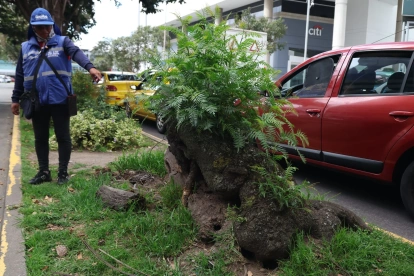 Técnicos de la UBA identificaron más de 50 madrigueras de ratas en el parterre central de la avenida República de El Salvador.