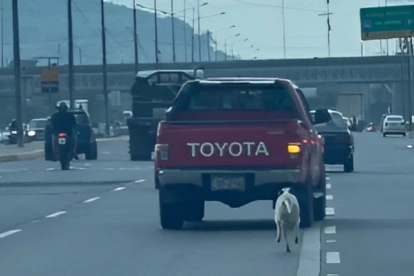 El animal corría tras una camioneta en la vía a Daule, un hecho que fue registrado en redes sociales y cuestionado por la ciudadanía, por el abandono del perro.