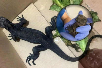 El ejemplar de la iguana marina de Galápagos fue rescatado y entregado el Ministerio de Ambiente y Energía (MAE).
