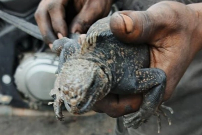 La iguana marina de Galápagos fue rescatada en una avenida del norte de Guayaquil.