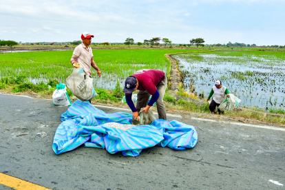 El conflicto en Ormuz elevó los precios de los fertilizantes. Productores arroceros advierten que, de tres aplicaciones requeridas por cultivo, ahora solo pueden costear una.
