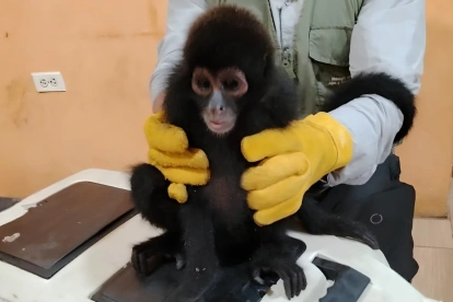El Ministerio de Ambiente y Energía informó que el animal fue trasladado a un centro de conservación.
