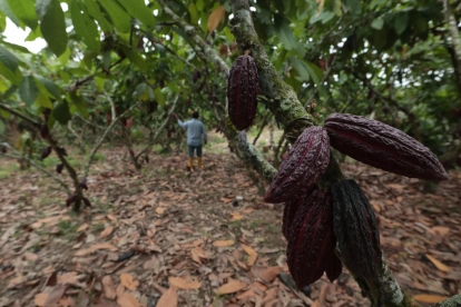 El cacao y sus elaborados registraron una caída de 59 % en valor exportado.