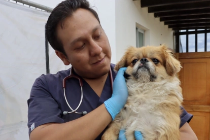 Leonel fue rescatado y ahora se encuentra bajo atención veterinaria de la Unidad de Bienestar Animal.