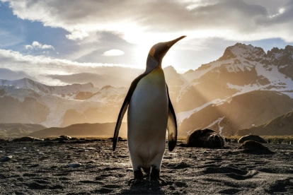 El análisis reveló que el Pygoscelis kerguelensis y las otras tres especies del complejo divergieron genéticamente hace miles de años debido al aislamiento geográfico