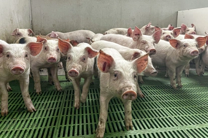 En la Unión Europea se mantiene el control por la peste porcina.