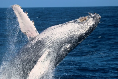 Fotografía cedida por Pacific Whale Foundation / Palo Santo Travel que muestra el salto de una Ballena Jorobada.