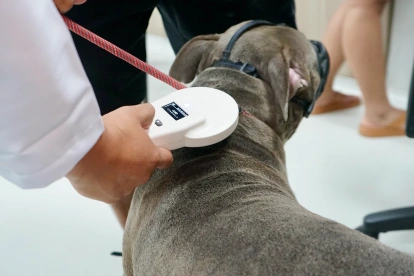 El Municipio de Guayaquil instala los microchips en las mascotas