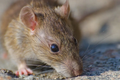 Los hantavirus son una familia de virus que afecta fundamentalmente a los roedores