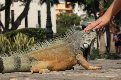 La herpetofauna es el conjunto de anfibios y reptiles.