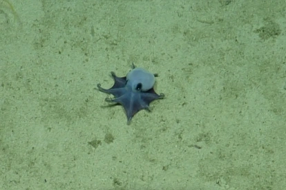 Una imagen del pulpo descubierto por investigadores. Es pequeño, casi del tamaño de una pelota de golf y de color azul.