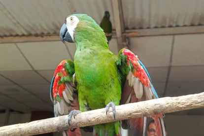 15 especies fueron rescatadas en operativos de control en Ecuador.