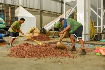 Cacao vuelve a superar los $4.000: el productor ecuatoriano podría recibir hasta $151 por quintal