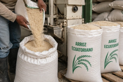 El Estado compra arroz directamente a los productores de Guayas y Los Ríos para sostener los precios durante la cosecha de invierno