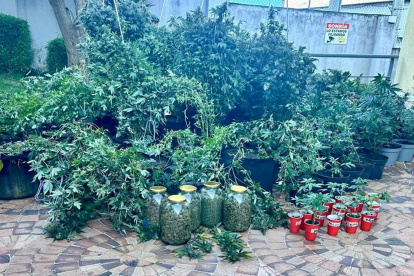 Además de la plantación de marihuana, en la vivienda se almacenaban semillas y sustancias en grandes frascos.
