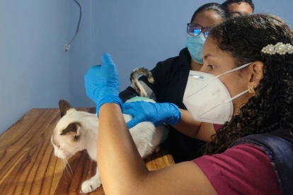 Personal de la Dirección de Protección de los Derechos de los Animales del Municipio de Guayaquil revisó a los animales que habrían sido afectados por el ataque con químicos.