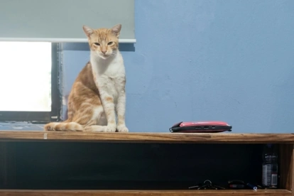 Personal municipal revisó a los gatos que habrían sido afectados por el ataque de un residente en la ciudadela Huancavilca, en el sur de Guayaquil.