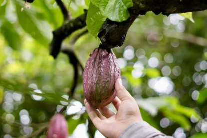 Los precios del cacao se mantienen al alza.