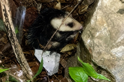 Una zarigüeya fue encontrada en una vivienda del norte de Guayaquil y devuelta a su hábitat por personal especializado.