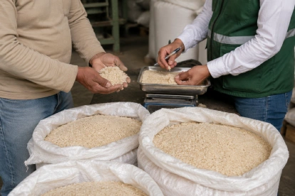 Productores arroceros de Guayas y Los Ríos denuncian que las piladoras privadas pagan hasta $14 menos por saca de lo que fija el precio mínimo oficial. El Gobierno intensifica los controles.