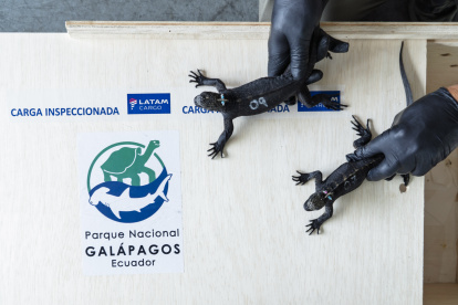 El Parque Nacional evalúa a los ejemplares rescatados.
