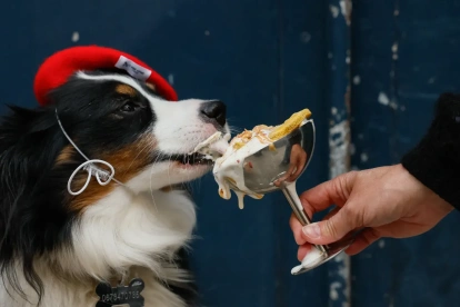 Marley, un perro pastor americano miniatura, come una "Vip Pup Cup" en la cafetería para perros "Le Bone Appart" en París el 7 de mayo de 2026.