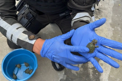 Tortugas rescatadas por la Policía Nacional