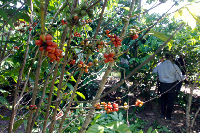 Productores esperan el pronunciamiento de la autoridad fitosanitaria sobre las acciones de mitigación y socialización ante la Xylella fastidiosa
