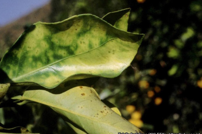 En zonas productivas de Perú la subespecie pauca de la Xylella se establece de manera significativa en cultivos de café, cítricos, frutales del género Prunus y olivos.
