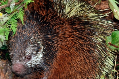 Ejemplar de puercoespín entre la vegetación del Parque Nacional Sangay, donde se reportó el hallazgo de una nueva especie en Ecuador.
