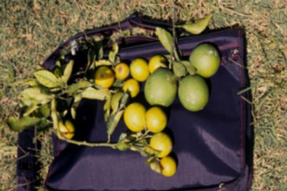 En comparación con los árboles sanos, los árboles infectados por clorosis variegada —enfermedad provocada por la Xylella—, de los cítricos producen frutos más pequeños y de tonalidad amarilla.