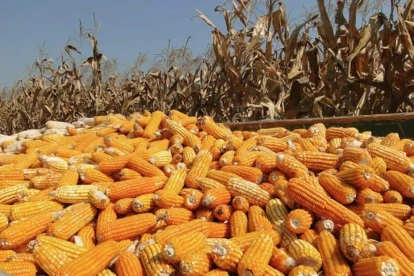 Una cosecha de maíz amarillo duro en Ecuador.