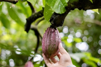 Las exportaciones de cacao cayeron hasta abril de 2026.