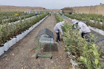 La resolución de Agrocalidad incluye al arándano entre las especies hospederas de Xylella y ubica al cultivo bajo vigilancia fitosanitaria.