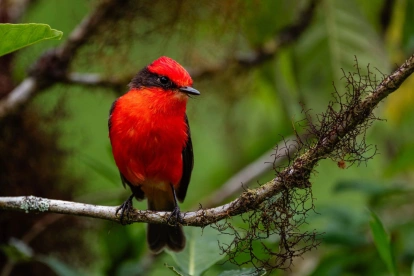 El pájaro Brujo sobrevive dentro de unas diecinueve hectáreas del bosque de Scalesia.