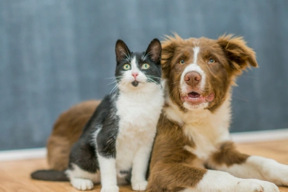 Un gato y un perro juntos, en referencia a la tecnología PettiChat que busca traducir el lenguaje de las mascotas.
