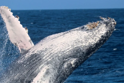 Fotografía cedida por Pacific Whale Foundation / Palo Santo Travel que muestra el salto de una Ballena Jorobada.