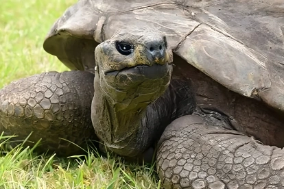 Jonathan es oficialmente reconocido por el Guinness World Records como el animal terrestre vivo más longevo del planeta