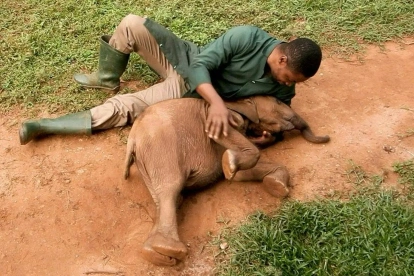 Joshua Aribasoye prepara leche infantil para Agbaibor, una cría de elefante de bosque que apenas le llega por encima de las rodillas, rescatada tras ser encontrada sola.