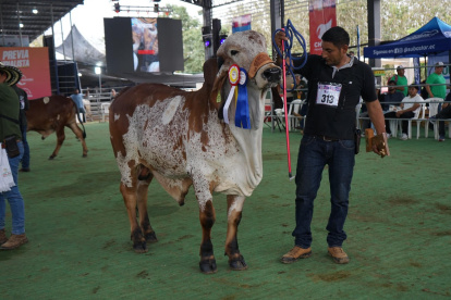 Chone, norte de Manabí, será sede de un evento de talla mundial del ganado cebú