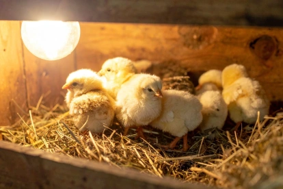 Investigadores estudian cómo se comporta la luz dentro de los huevos para obtener información sobre el desarrollo embrionario sin romper la cáscara.