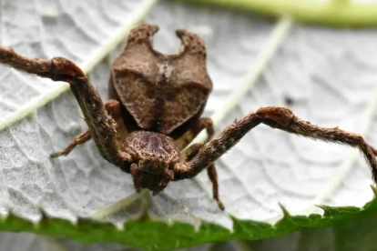 Las especies identificadas son Sidymella ayahuma y Sidymella malefica, ambas con características morfológicas particulares.