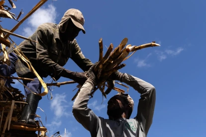 Fotografía del 3 de junio de 2026 de haitianos trabajando en una plantación de caña de azúcar en El Seibo (República Dominicana).