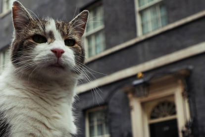 El gato Larry es una celebridad en Reino Unido. Tiene 19 años.